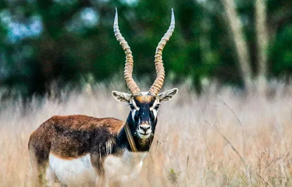Blackbuck Antelope