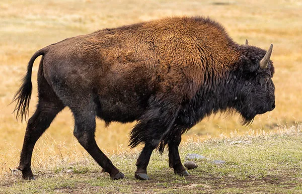 Buffalo