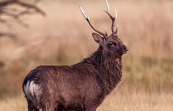 Sika Deer