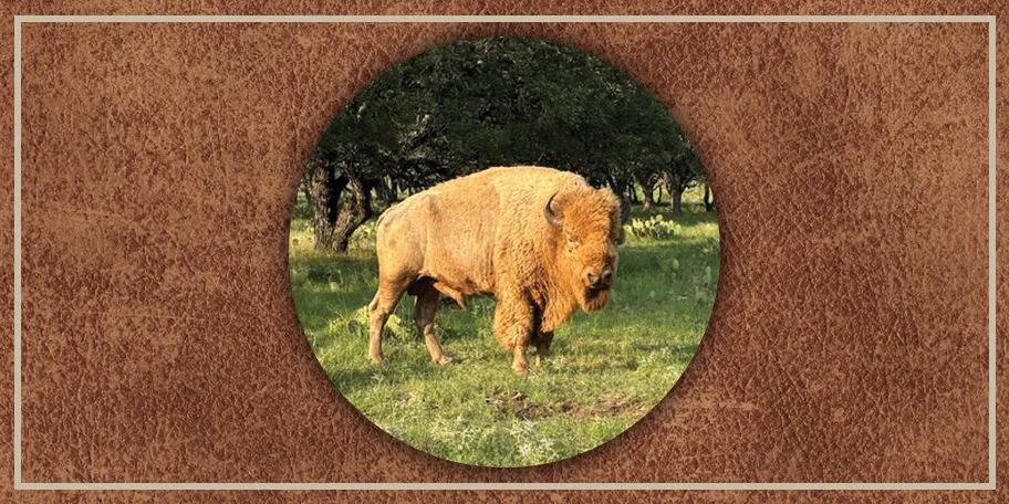White Buffalo